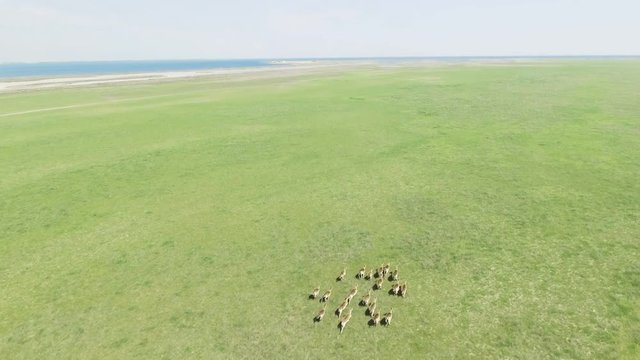 4K Drone Aerial footage of wild Moufflons running through green meadow. Day time. Dzharylgach island at spring. Kherson region near Ochakov city, Ukraine