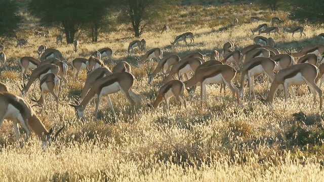 Herd of springbok antelopes (Antidorcas marsupialis) in late afternoon light, Kalahari desert, South Africa