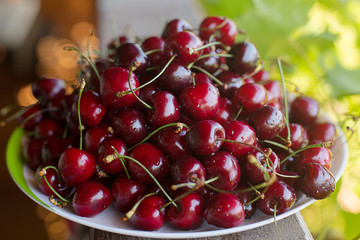 cherry cherries ripe bright in drops of dew abundance