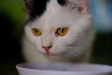 Persian cat eating food