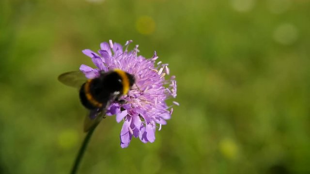 un bourdon butine une fleur et s'envole
