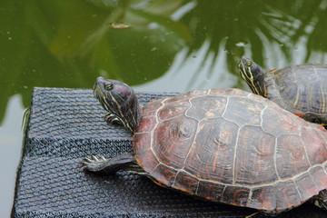 Turtles in a pond on a ramp and in water in a cactus greenhouse