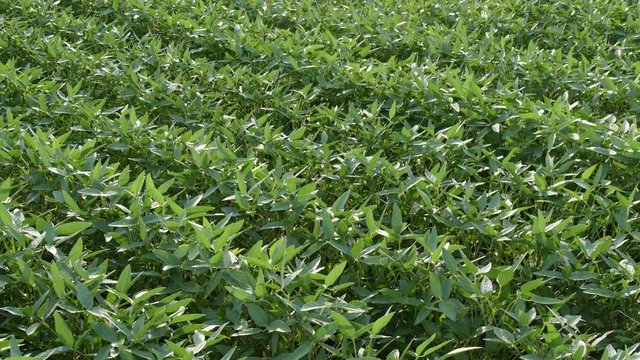 Agriculture, green cultivated soy bean plants in field with wind blowing, 4K footage