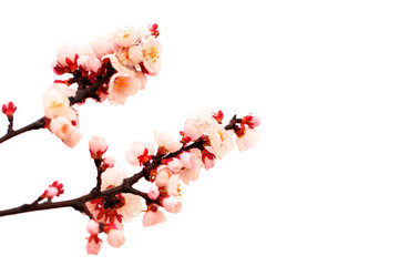 Apricot blossom in spring, white background.