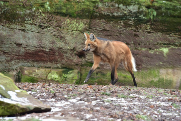 Wolf in Bewegung