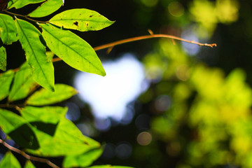 Green leave branchs in Back light and Beatiful sunlight natural in the forest 