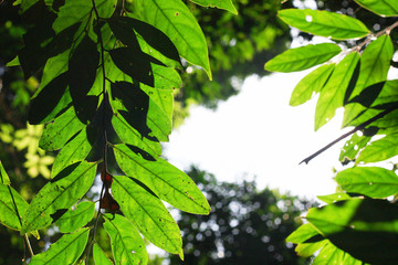 Obraz premium Green leave branchs in Back light and Beatiful sunlight natural in the forest 