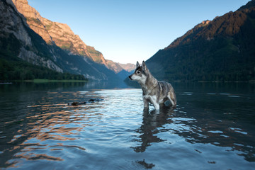 Husky in the swiss mountains