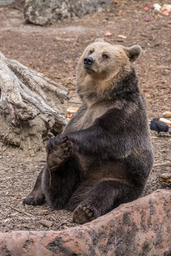 Brown bear