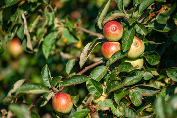 Apfelbaum vor der Ernte