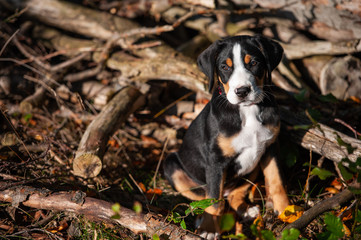 dreifarbiger Hundewelpe sitzt zwischen Baumstämmen und Holz