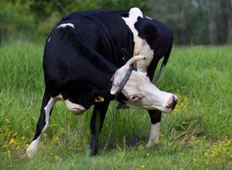 Cow Poland, cow in a beautiful bow © Robert