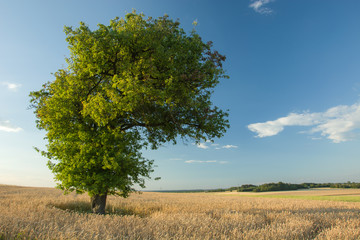 Deciduous tree growing in the cereal and clouds in the blue sky
