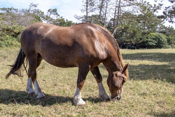 Obraz premium Cheval postier breton