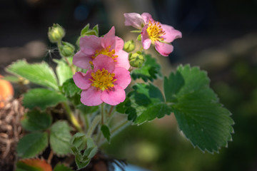Rosa Erdbeerblüte