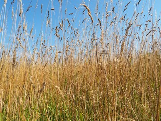 Fototapeta premium Dürre