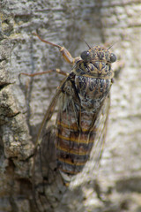 cicala sull'albero