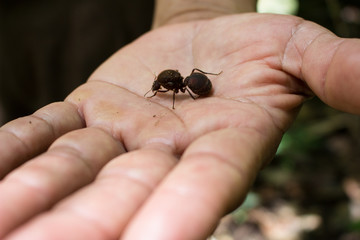 Formica gigante Amazzonia Ecuador