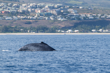Naklejka premium baleine à bosse à la réunion