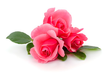 Fototapeta premium Pink roses flowers.