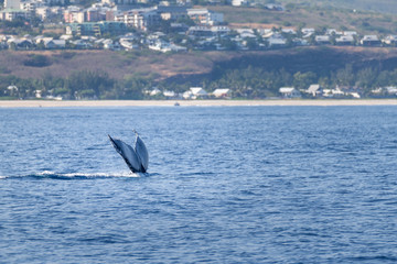 Fototapeta premium queue de baleine à bosse à la réunion