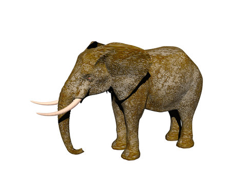 Afrikanischer Elefant mit Stoßzähnen