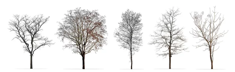 Foto op Plexiglas Set of winter trees without leaves isolated on white background © Prin