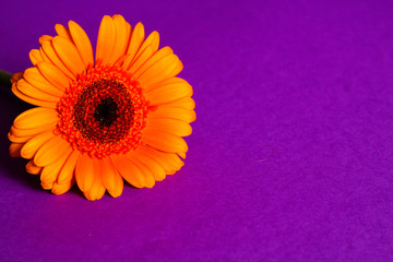 Single gerbera flower, selective focus, purple background, free copy space