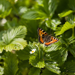 Beautiful butterfly sitting on strawberry leaves in the garden on a sunny summer day.