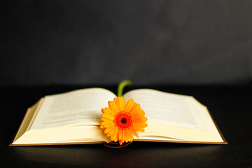 Open book and gerbera, close up with selective focus