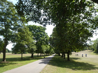 Avenue of trees