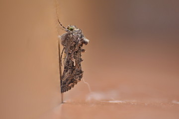 Autographa gamma