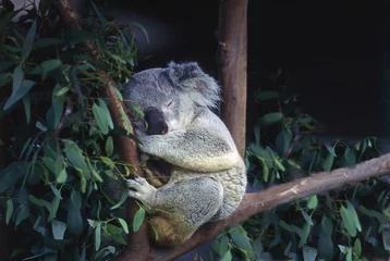 Aluminium Prints Koala Koala