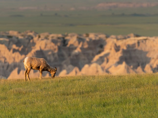Profile of Bighorn Sheep Eating Grass