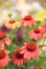 Beautiful coneflowers
