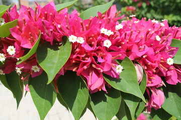  branch of pink flowers 