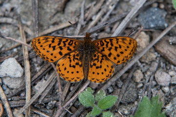 Orange Frittallary Butterfly