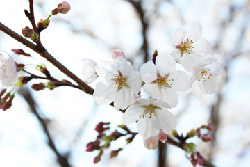 Fototapeta na wymiar ソメイヨシノ　日本の桜
