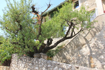 avignon
