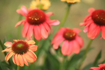 Beautiful coneflowers