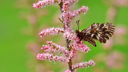 Zerynthia polyxena  403