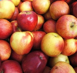 Fallobst, Most, Äpfel,apfel, obst, rot, essen, gesund, frisch, reif, isoliert, köstlich, diät, natur, süss, bio, frische, ackerbau, absatzmarkt, weiß, vitamin, group, gelb, saftig, auflösungszeichen