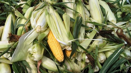 Zuckermais, Popcorn,corn, essen, gemüse, cob, gelb, mais, frisch, ackerbau, green, süss, ernte,...