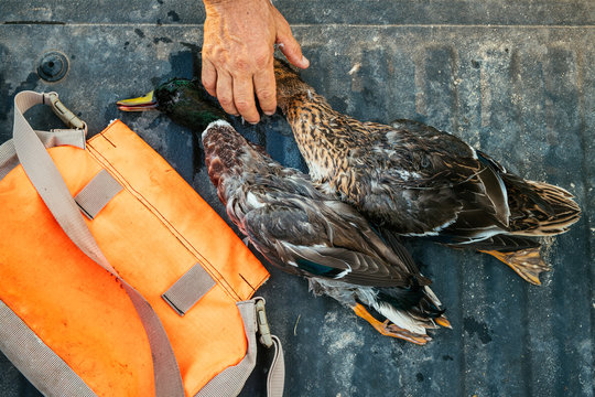 A hunter places dead ducks in the back of a pickup truck