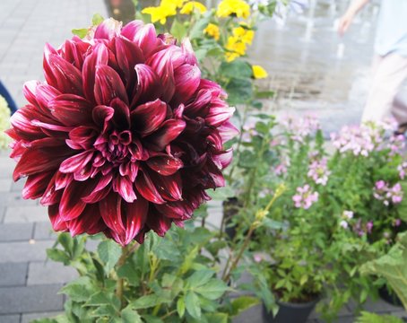 Dahlie, Markt,blume, pink, natur, garden, pflanze, aufbl&uuml;hen, sch&ouml;n, chrysantheme, sch&ouml;nheit, bl&uuml;hen, sommer, floral, green, flora, fr&uuml;hling, lila, blumenstrauss, dahlia, makro, rot