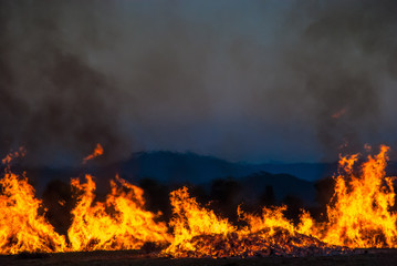 Fototapeta na wymiar Brûlage des vieilles lavandes sur le Plateau de Valensole