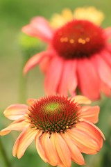 Beautiful coneflowers