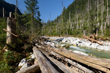 Naklejka premium Driftwood and mountain stream in the High Tarta