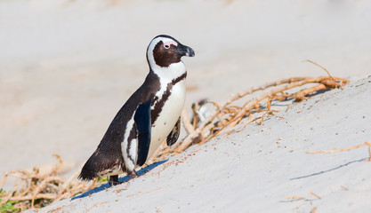 African penguin (Spheniscus demersus)