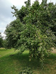 Fototapeta premium Apfelbaum